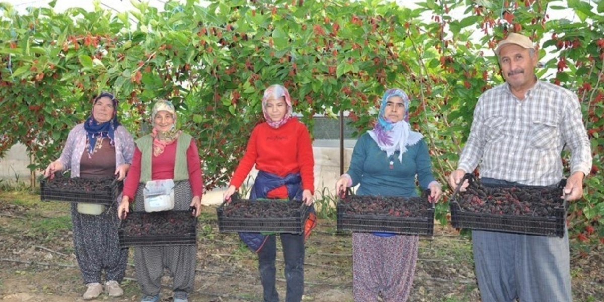 mersinde-ortualti-karadut-hasadi-2.jpg