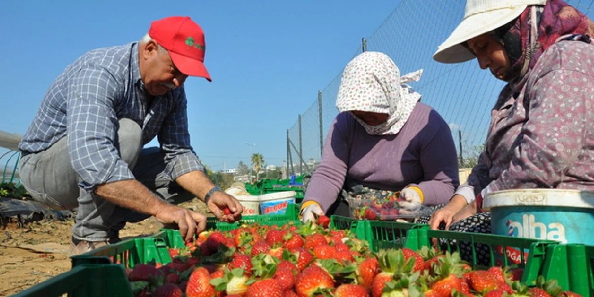 mersinde-ortu-alti-cilek-hasadi-2.jpg
