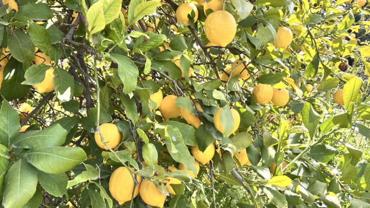 lemon.jpg
