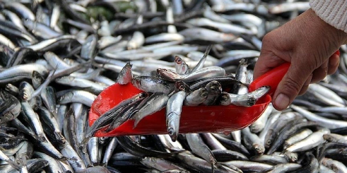 trabzonda-somonun-kilosu-1.jpg
