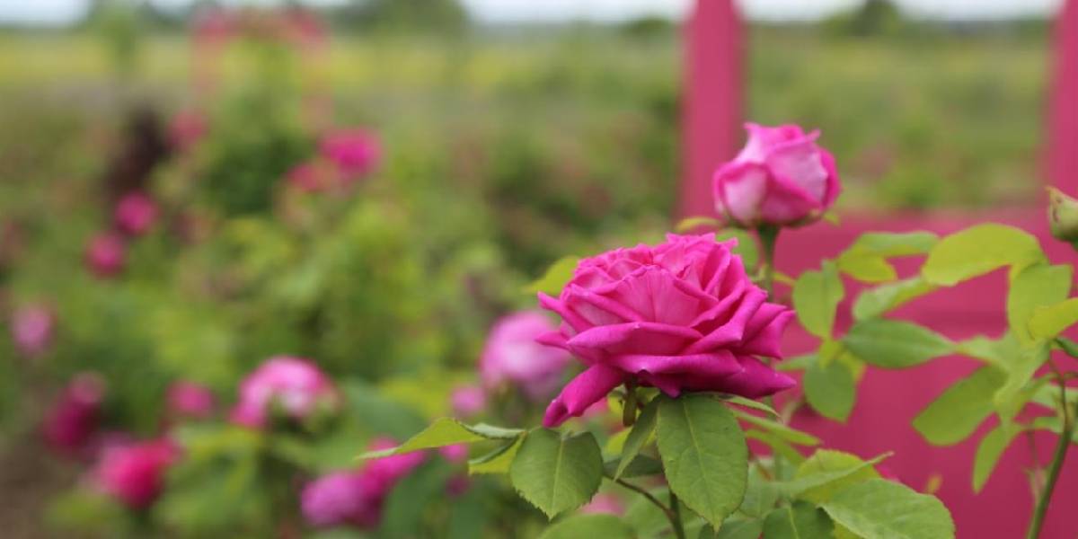 bahcede-gul-yetistirmek-1