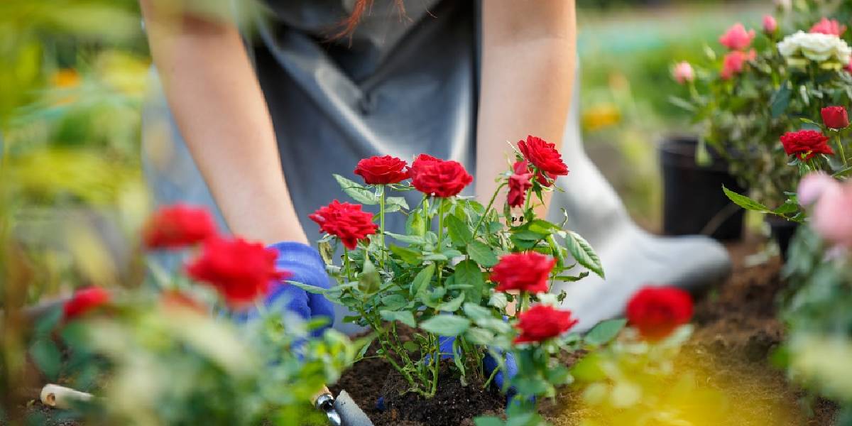 bahcede-gul-yetistirmek-2