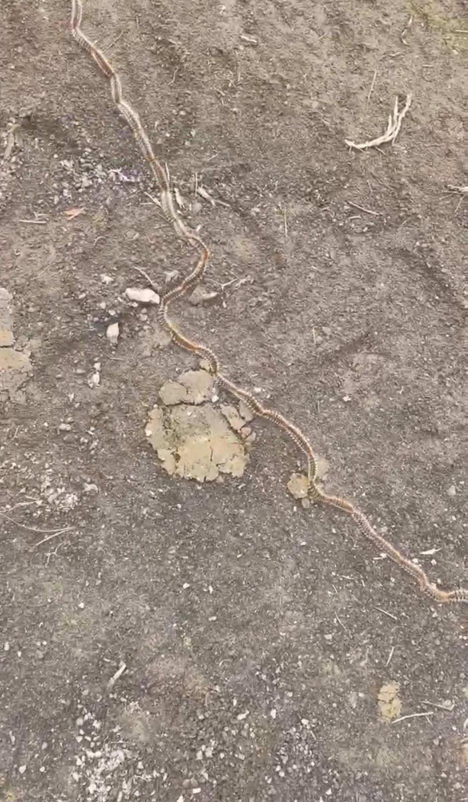 rsjqq-1743581481-0291