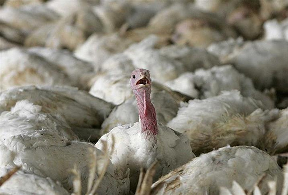 kus-gribi-pozitif-h5n1-6465465321-1200x815