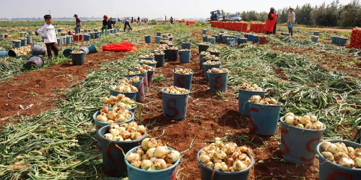 adanada-sogan-hasadi-basladi-1