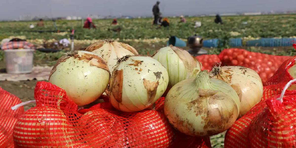 adanada-sogan-hasadi-basladi-2