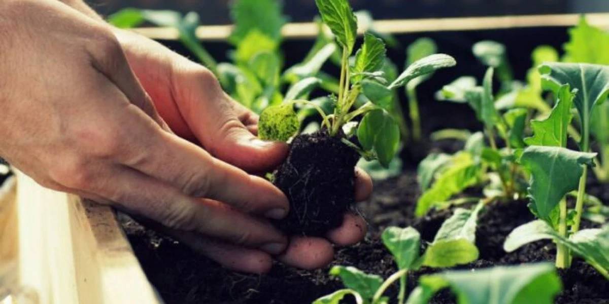 nisan-ayinda-ekilmesi-gereken-bitkiler-1