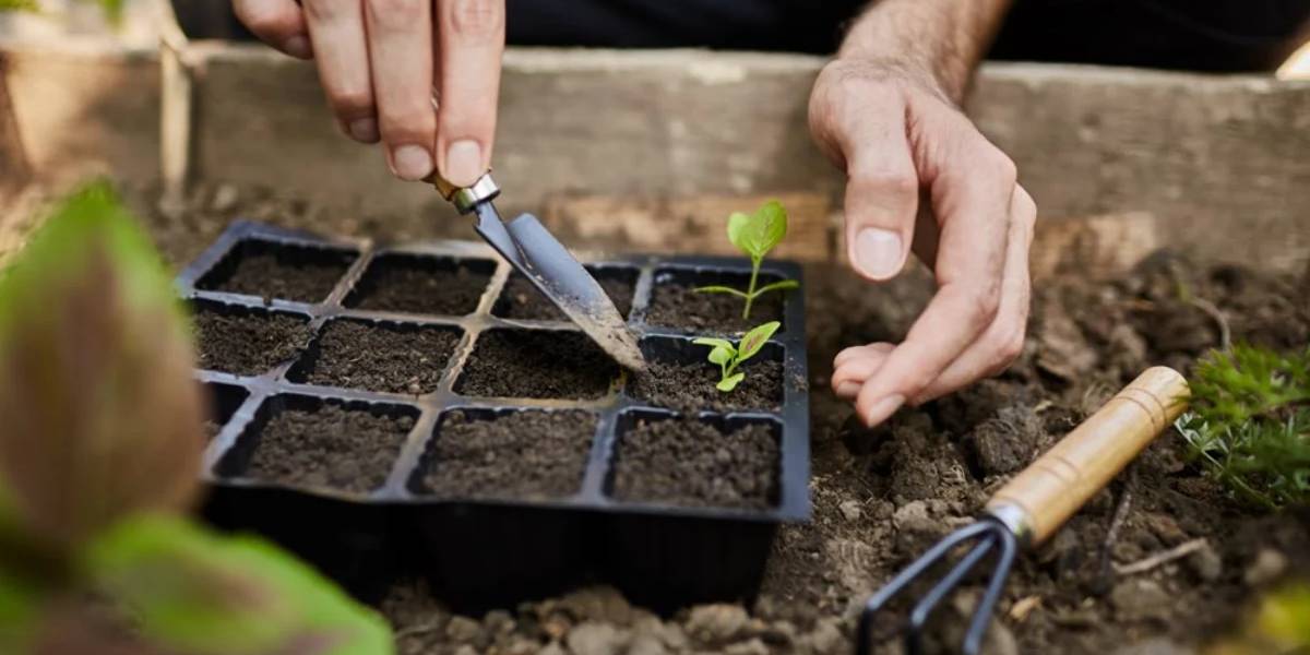 nisan-ayinda-ekilmesi-gereken-bitkiler-2