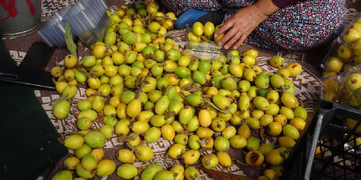 alanyada-musmula-hasadi-1