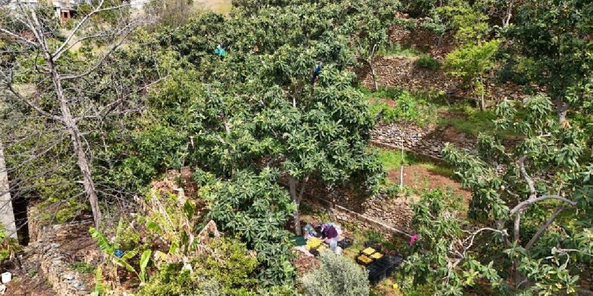 alanyada-musmula-hasadi-2