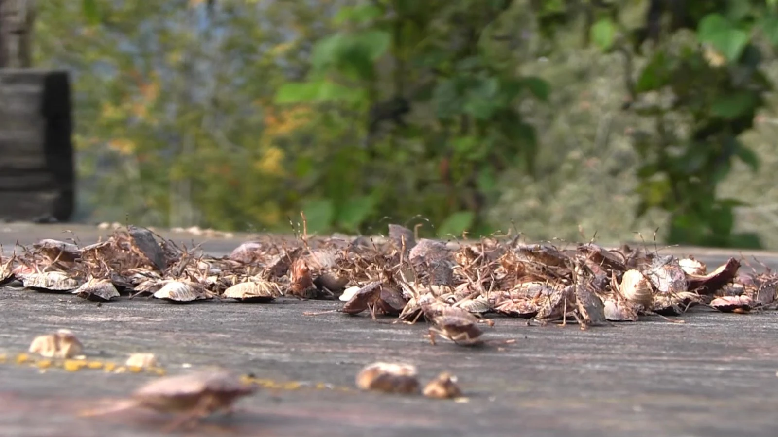 biyosfer-rezerv-alanini-istila-eden-hzpj