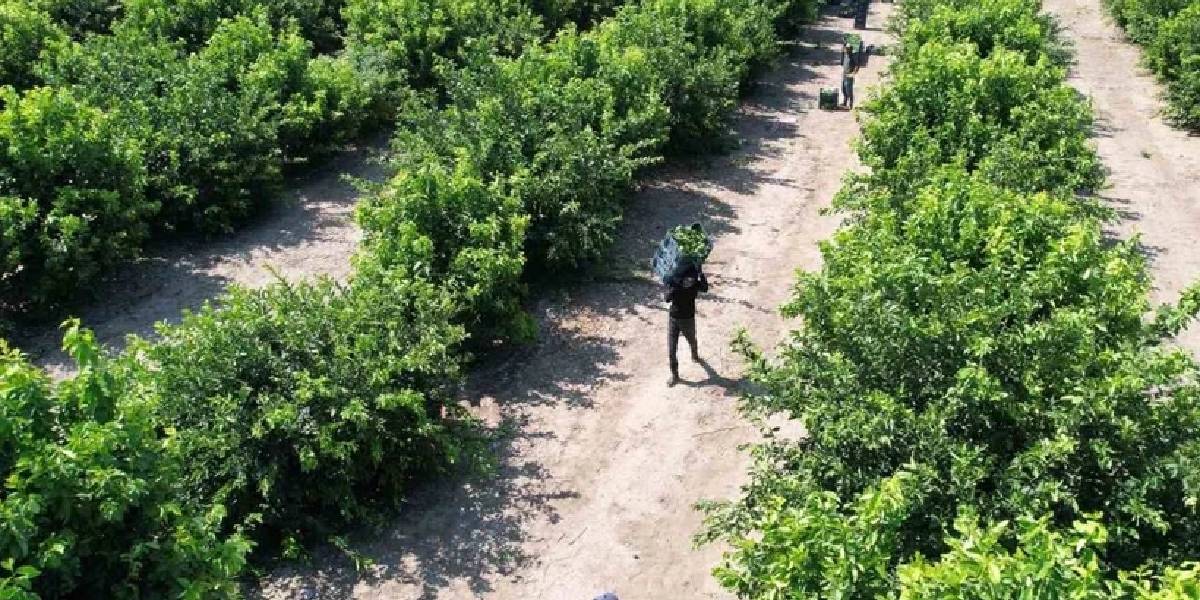 mersin-erdemlide-limon-hasadi-1