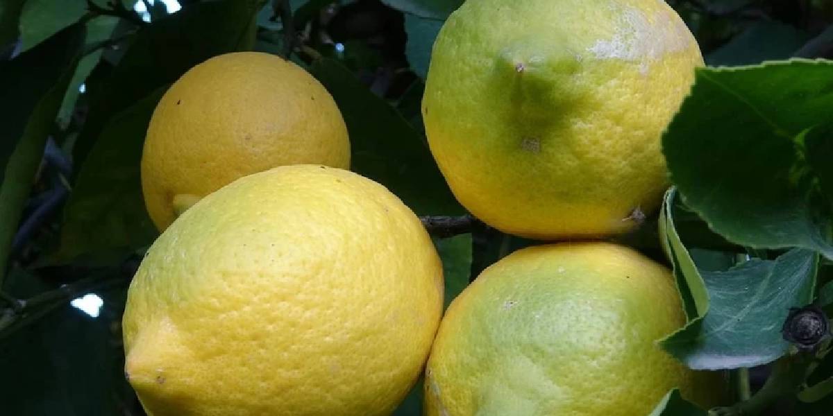 mersin-erdemlide-limon-hasadi-2