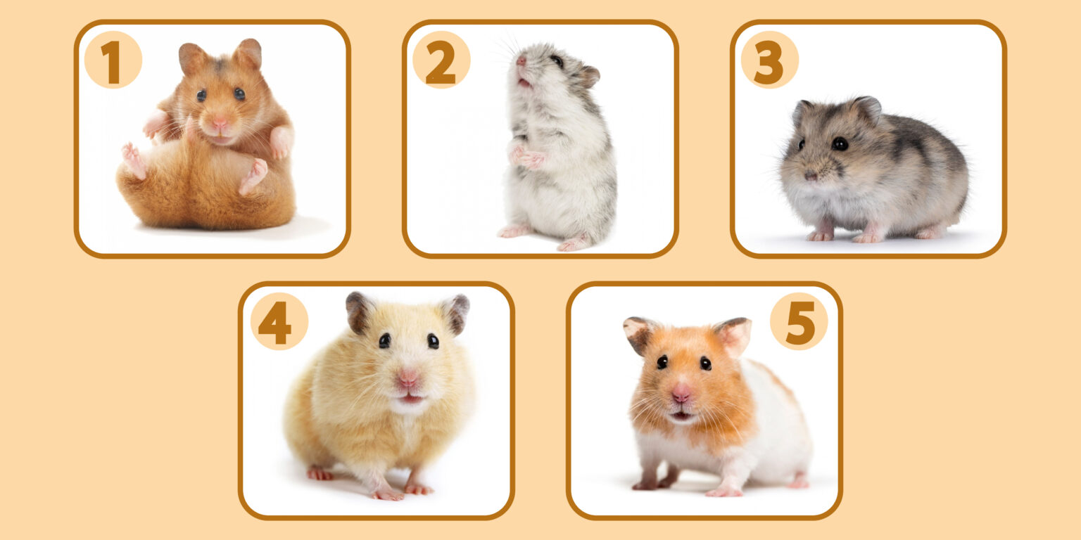 personality-test-abm-24-lg22bl-1536x768-001