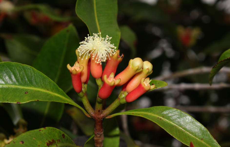 specification-of-cloves-around-the-world