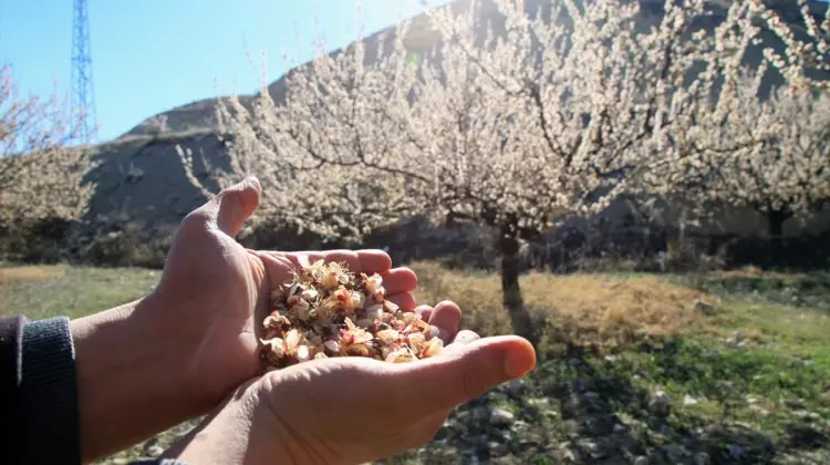 5ea9d0826f21e89e4ef1510c1586b99a-a