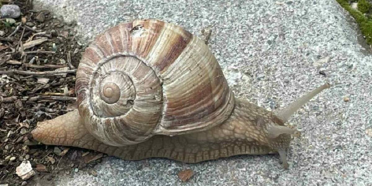 afyonkarahisarda-salyangoz-1