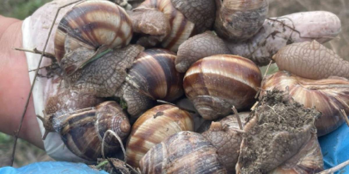 afyonkarahisarda-salyangoz-2