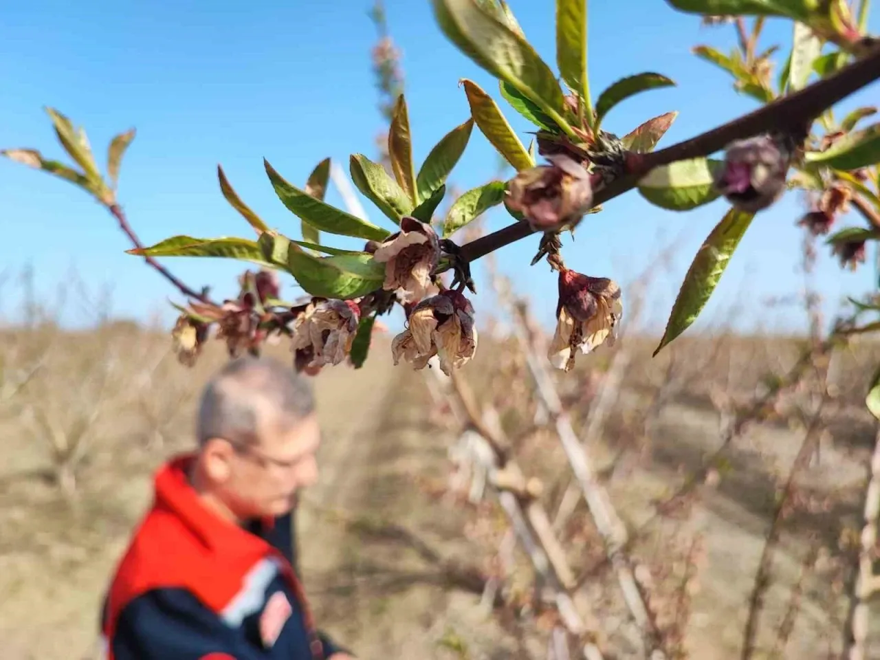 zirai-don-cicek-acan-agaclara-yuzde-100-zarar-verdi