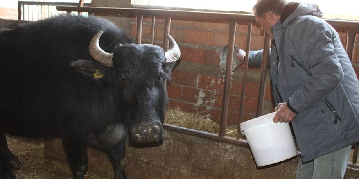 aydinda-manda-sutu-1