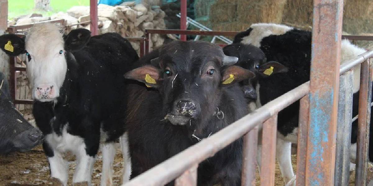 aydinda-manda-sutu-2