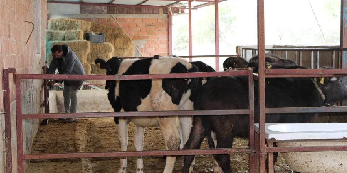 aydinda-manda-sutu-3