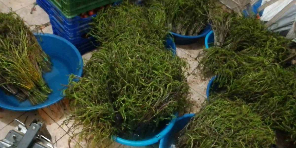 aydinda-yetisen-otlar-1