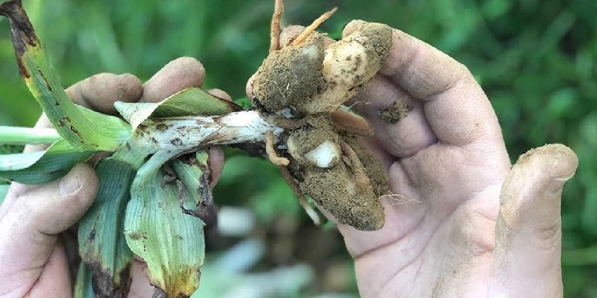 salep-hasadi-artiyor-1