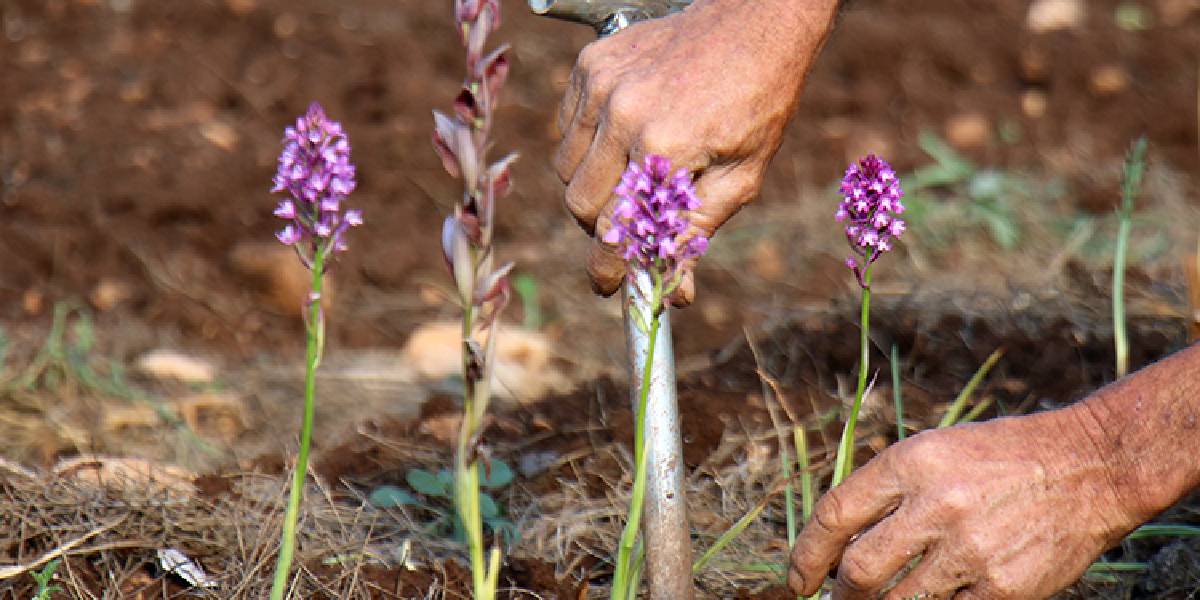 salep-hasadi-artiyor-2