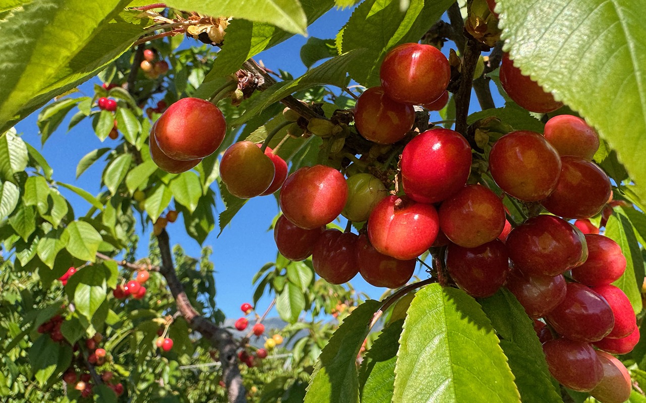 gecen-yil-kiraz-ihracati-1280x800