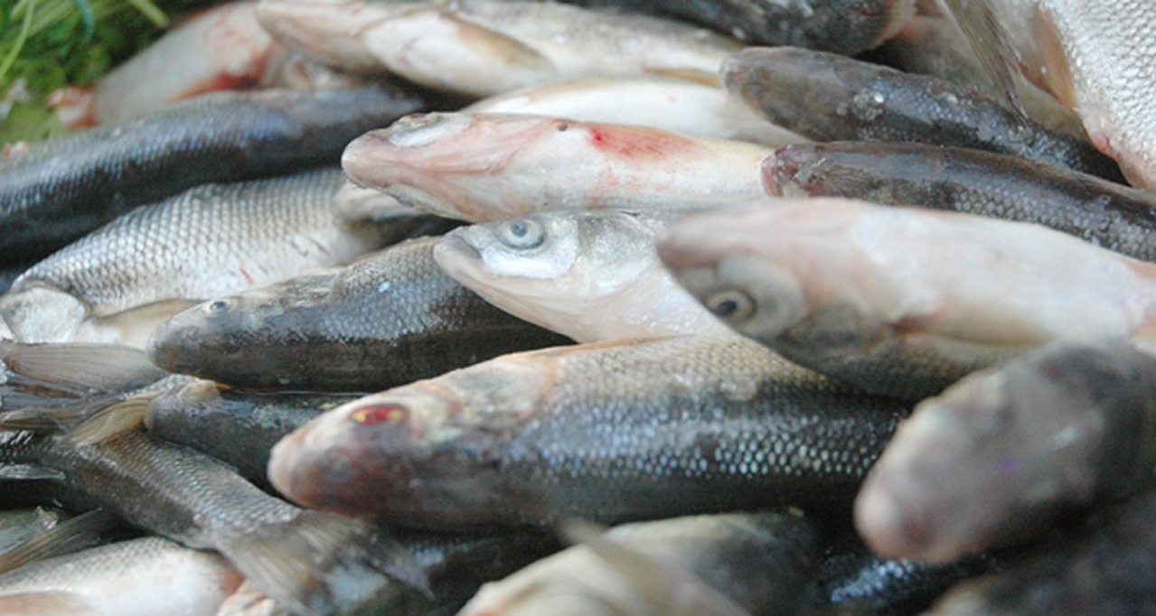 inci-kefali-nesli-tukeniyor-1280x682