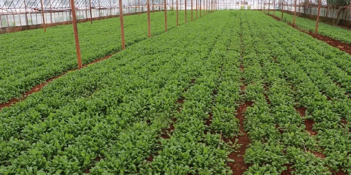 roka-uretim-eskisehir