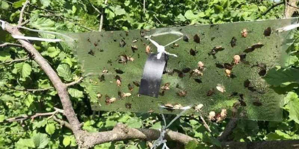 samsunda-kahverengi-kokarca-2