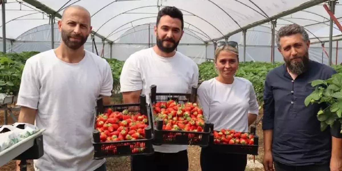 yalovade-topraksiz-tarimla.jpg