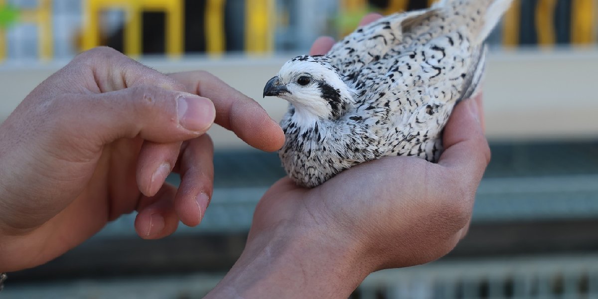 bildircin-yetistiricisi