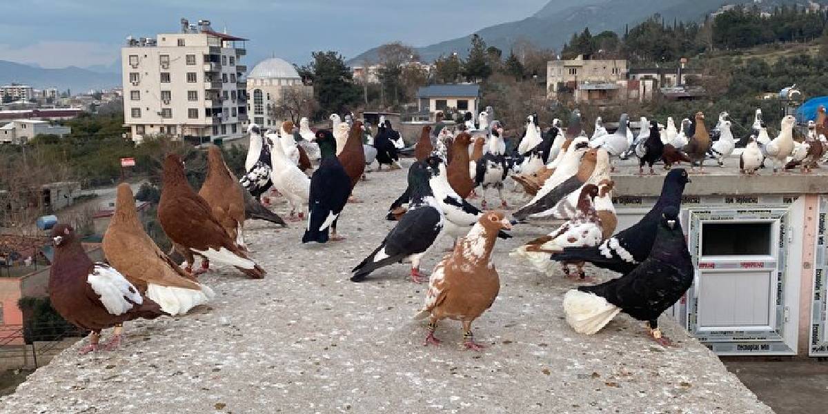 osmaniyede-3.jpg