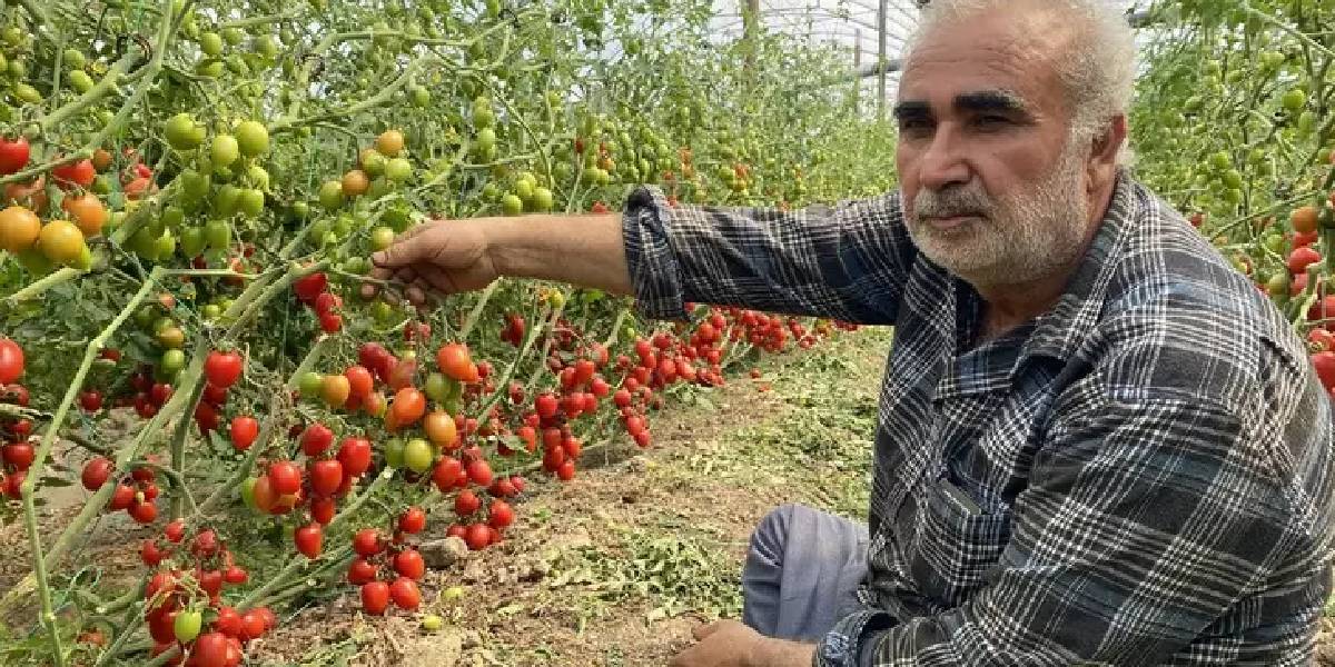 antalyada-domates-fiyat-farki-1