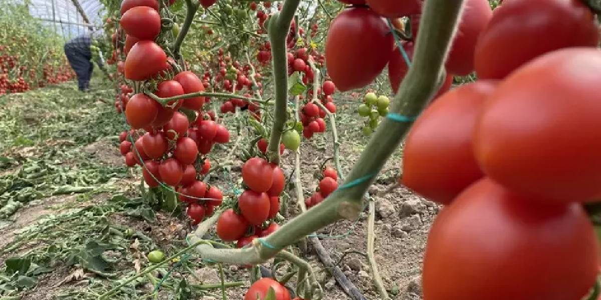 antalyada-domates-fiyat-farki-2