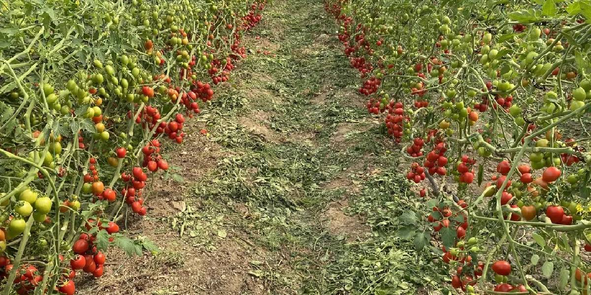 antalyada-domates-fiyat-farki-3