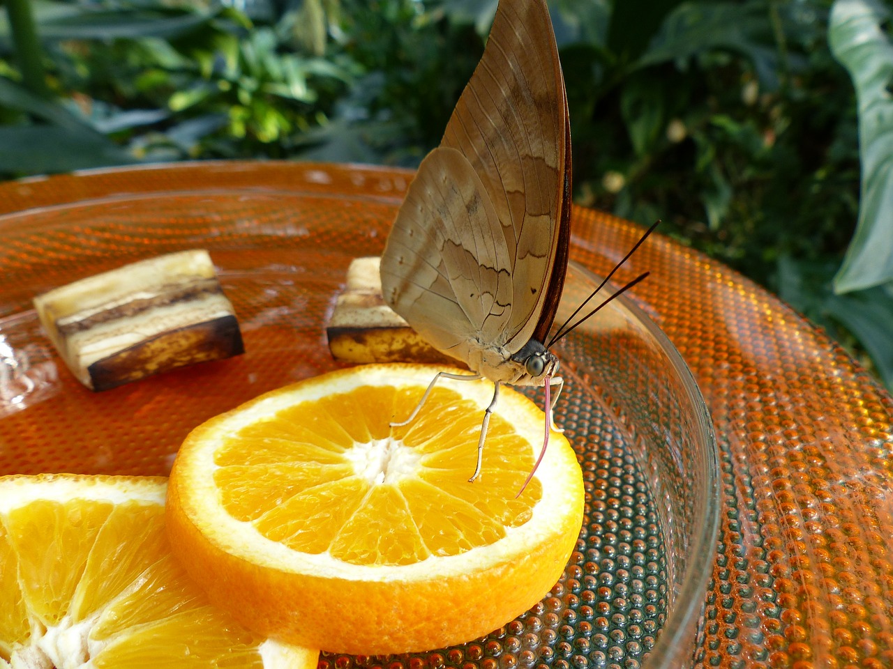 butterfly-93630-1280.jpg