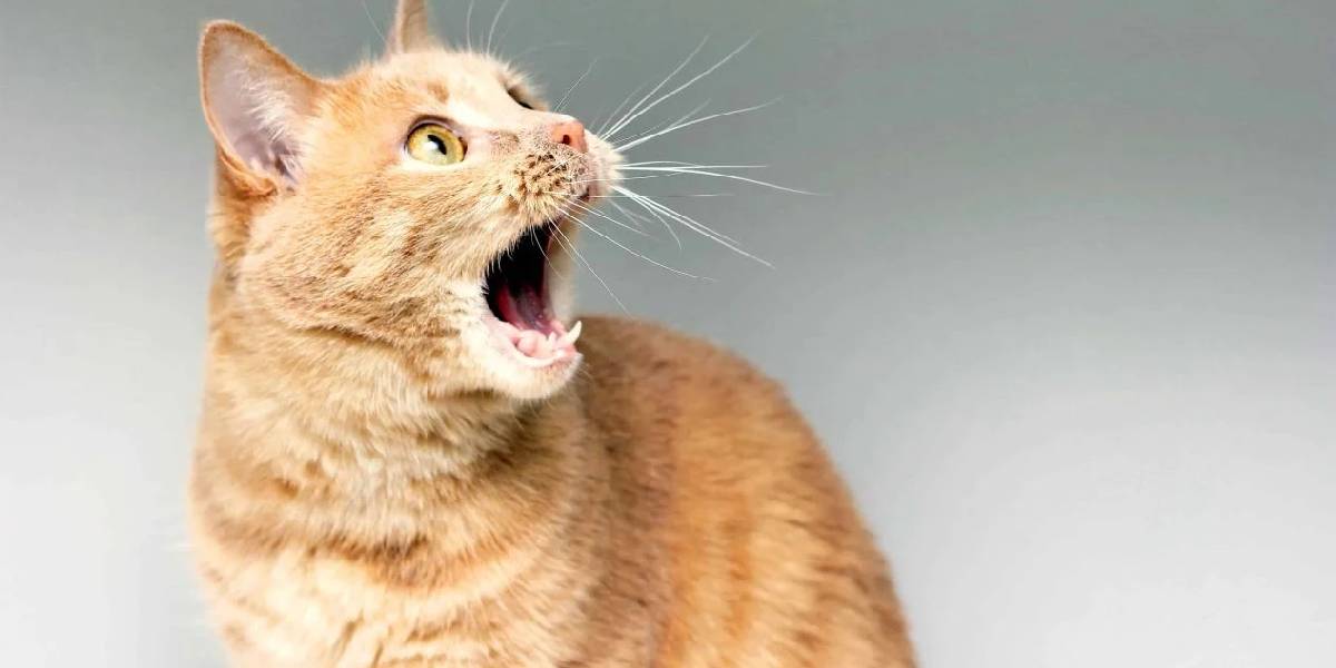 kedilerin-tuy-dokumunu-azaltma-1