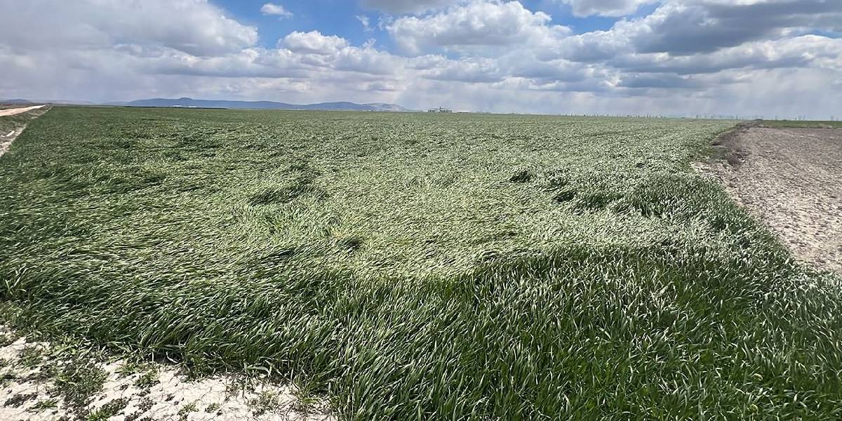 konya-ovasinda-zirai-don-1