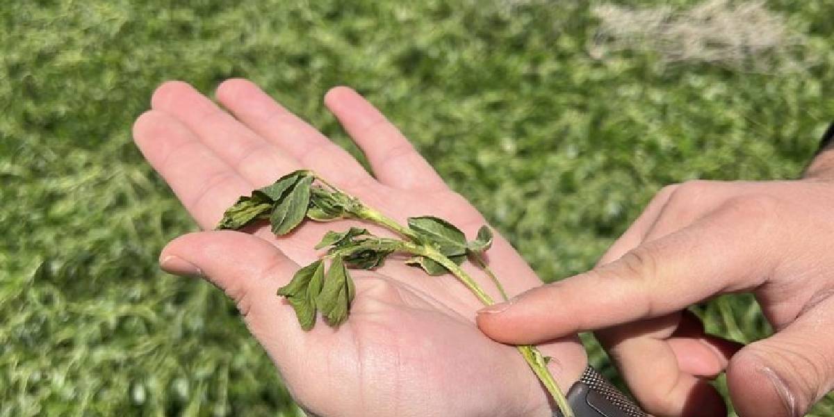 konya-ovasinda-zirai-don-2