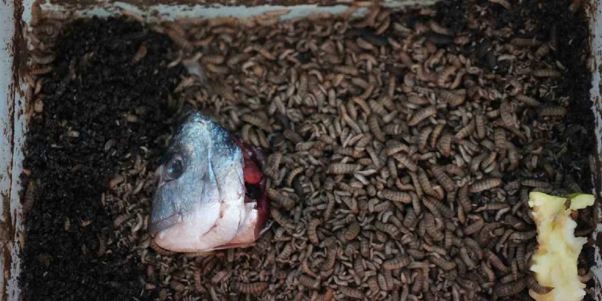 tarimda-siyah-asker-sinegi-1