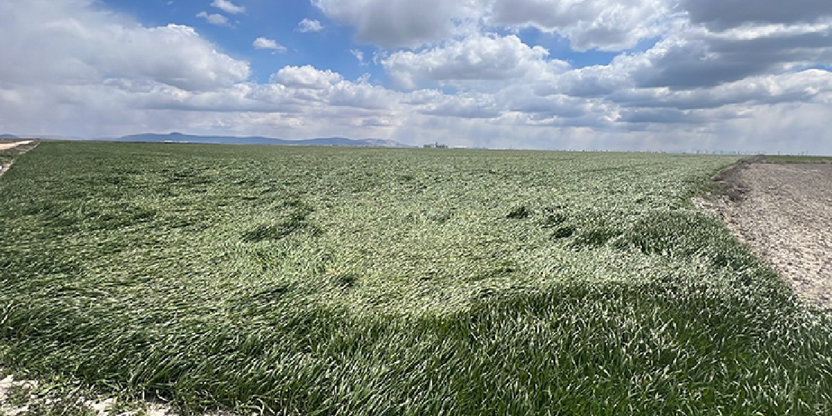 konya-arpa-don-vurdu