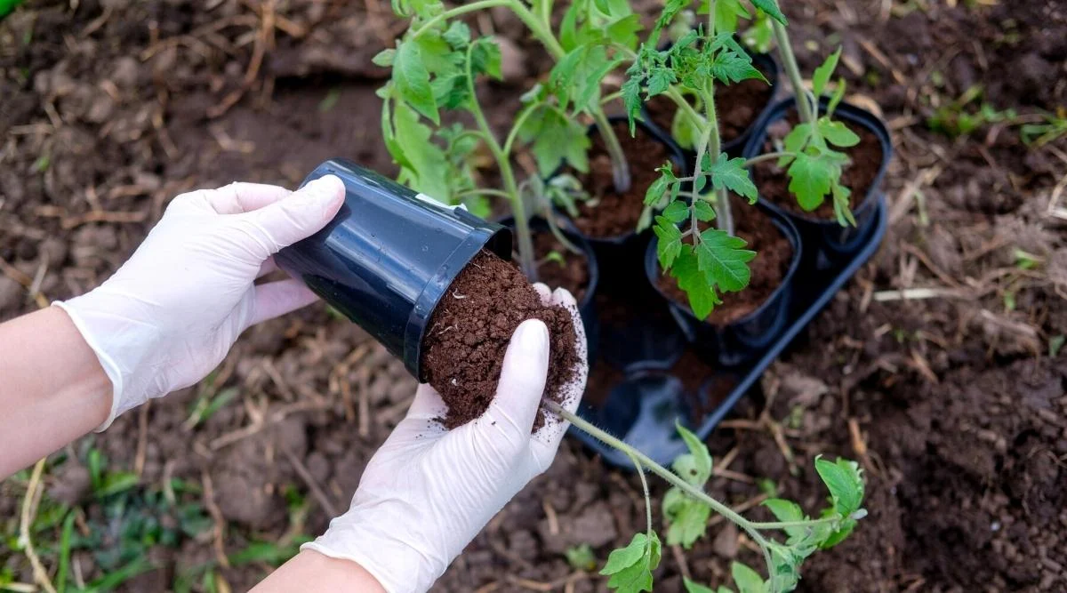 gardener-taking-out-the-tomatoes-seedling-from-the-pot.webp