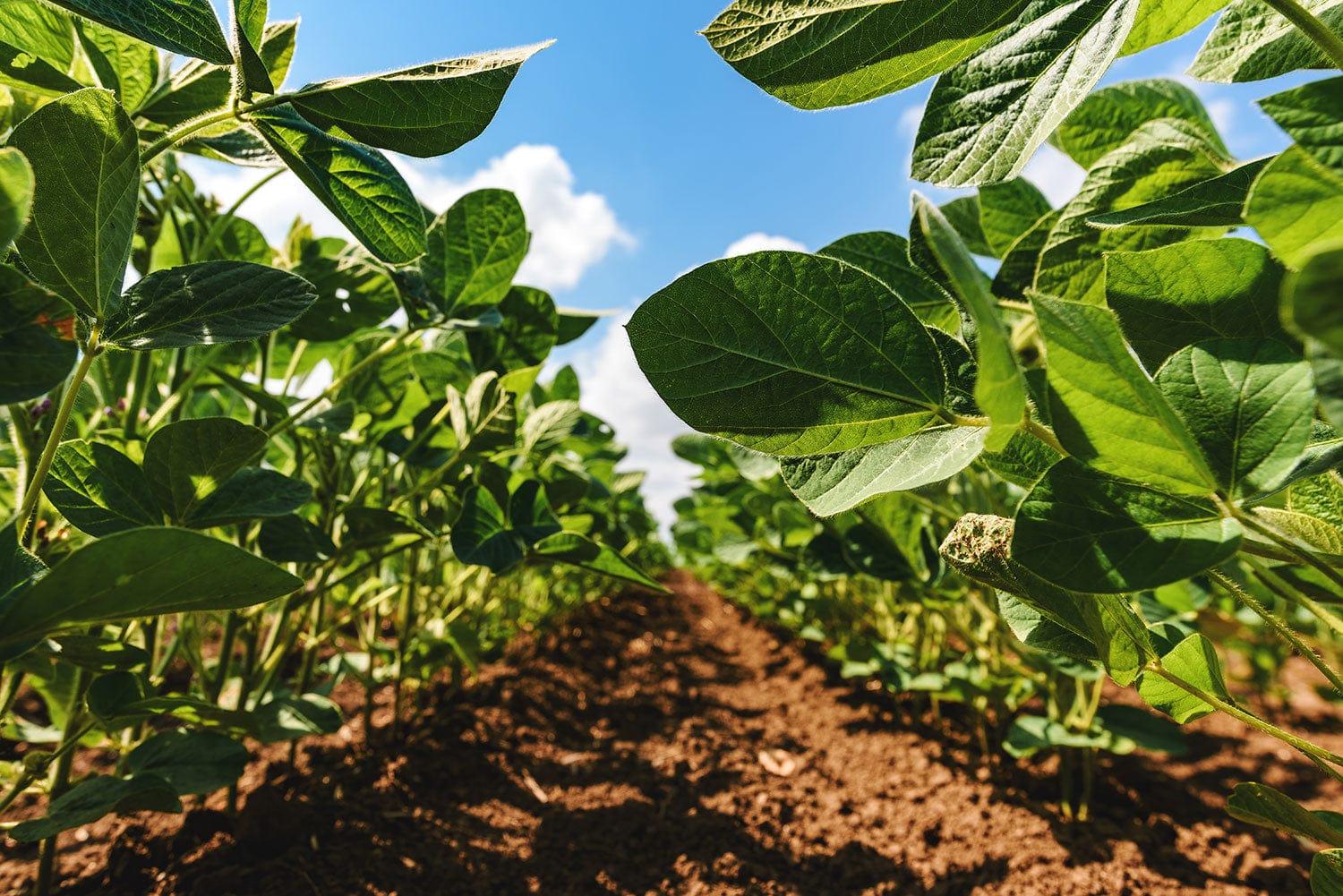 soybeans-field.jpg