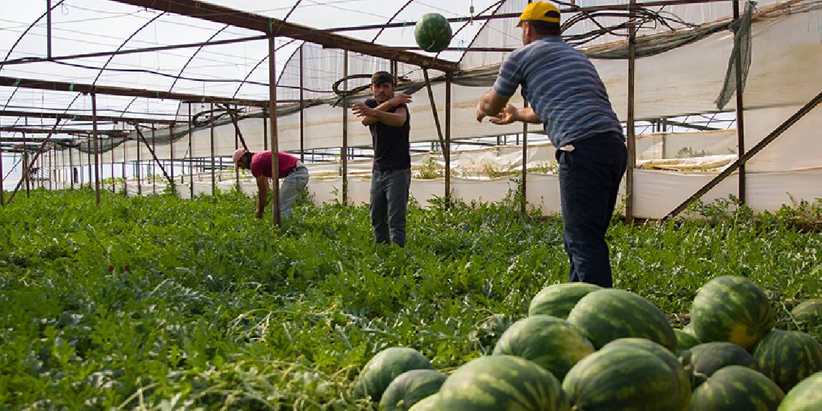 antalyada-ilk-karpuz-hasadi-2.jpg