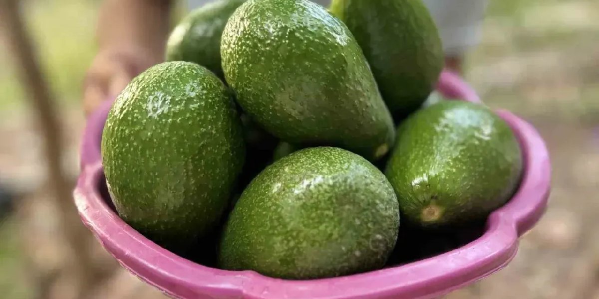 avokado-hasadi.jpg