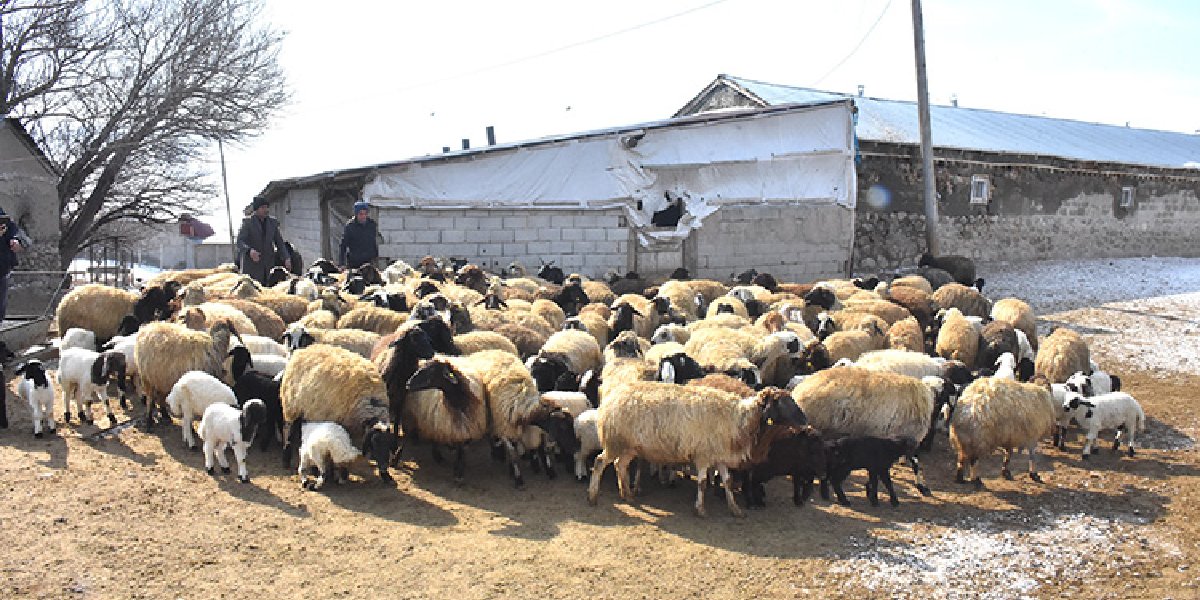 veysi-ates-hayvan.jpg